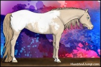 Horse Color:Perlino Appaloosa