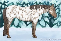 Horse Color:Liver Red Dun Appaloosa
