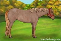 Horse Color:Red Roan 