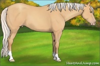 Horse Color:Silver Amber Champagne