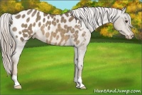 Horse Color:Chocolate Palomino Appaloosa 
