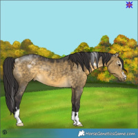 Horse Color:Buckskin Dun 