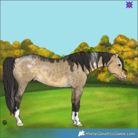 Horse Color:Buckskin Dun 