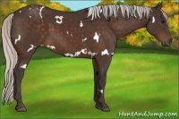 Horse Color:White Spotted Silver Brown
