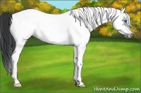 Horse Color:White Spotted Black Frame 