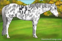Horse Color:Blue Roan Sabino Appaloosa