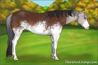 Horse Color:White Spotted Bay Sabino
