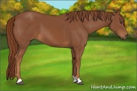 Horse Color:Chestnut 