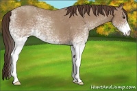 Horse Color:White Spotted Classic Champagne 