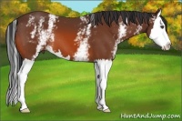 Horse Color:White Spotted Bay Splash