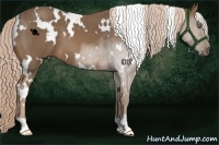 Horse Color:White Spotted Chocolate Palomino