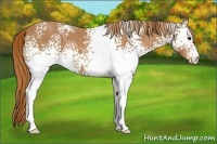 Horse Color:White Spotted Chestnut 