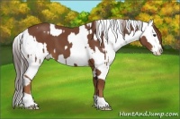 Horse Color:Chestnut  and Brown Appaloosa 
