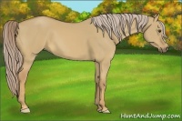 Horse Color:Palomino Dun 