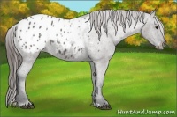 Horse Color:Grullo Appaloosa 