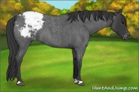 Horse Color:Blue Roan Varnish 