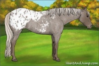 Horse Color:Silver Blue Roan Appaloosa 