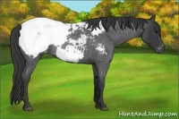 Horse Color:Blue Roan Snowcap Rabicano 