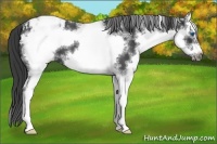 Horse Color:White Spotted Blue Roan Splash Frame Appaloosa 