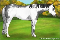 Horse Color:Blue Roan Splash Frame Appaloosa 