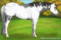 Horse Color:Blue Roan Splash Frame Appaloosa