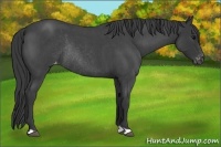 Horse Color:Blue Roan Appaloosa Rabicano 