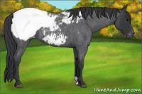 Horse Color:Blue Roan Snowcap 