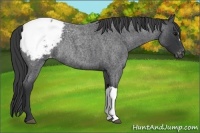 Horse Color:Blue Roan Snowcap Rabicano