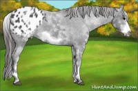 Horse Color:White Spotted Blue Roan Frame Appaloosa 