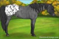 Horse Color:Blue Roan Appaloosa 