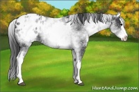 Horse Color:White Spotted Blue Roan Splash Appaloosa 