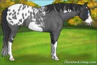Horse Color:Blue Roan Splash Frame Appaloosa 