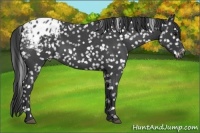 Horse Color:Blue Roan Appaloosa 