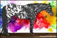 Horse Color:Black Appaloosa 