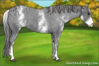 Horse Color:White Spotted Blue Roan Varnish 