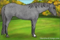Horse Color:Blue Roan Appaloosa
