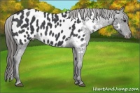 Horse Color:Blue Roan Near Leopard 