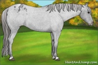 Horse Color:Blue Roan Appaloosa 