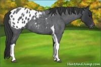 Horse Color:Blue Roan Tobiano Appaloosa