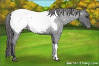 Horse Color:Blue Roan Near Fewspot 