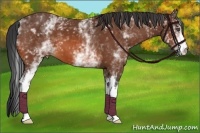 Horse Color:White Spotted Bay 