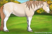 Horse Color:White Spotted Buckskin Pearl 