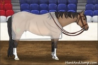 Horse Color:Bay Dun