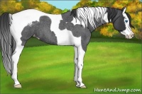 Horse Color:Blue Roan Splash Tobiano Appaloosa 