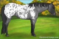 Horse Color:Blue Roan Appaloosa 