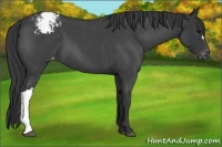 Horse Color:Blue Roan Varnish 