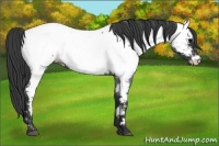Horse Color:Blue Roan Appaloosa
