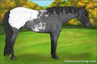 Horse Color:Blue Roan Appaloosa 