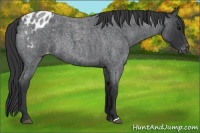 Horse Color:Blue Roan Appaloosa 