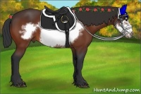 Horse Color:Bay Frame